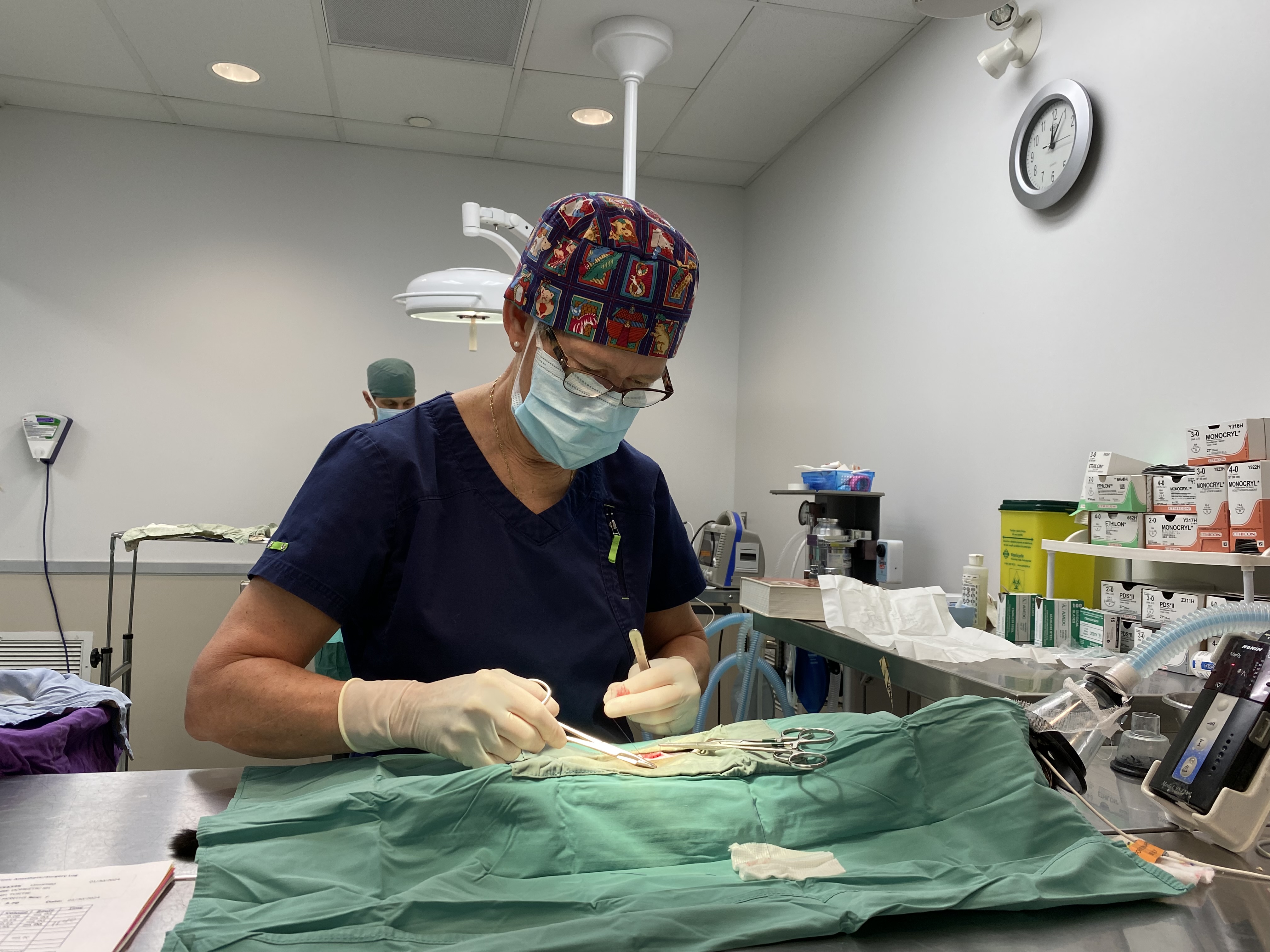 Veterinarian caring for a patient