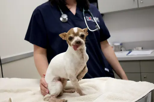 Small dog receiving veterinary care