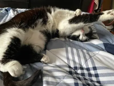 Cat comfy on a bed
