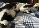 Cat comfy on a bed