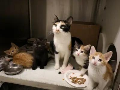 A mother cat and her kittens