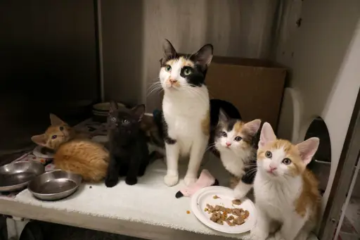 A mother cat and her kittens