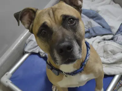Tan and black dog sitting and looking up at the camera