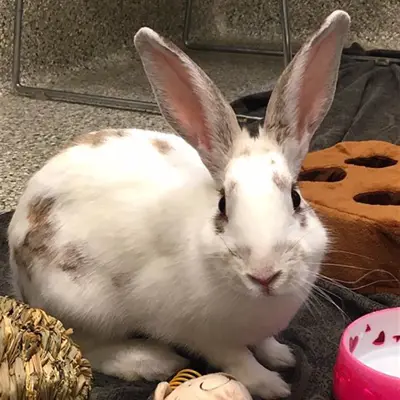 Rabbit facing the camera