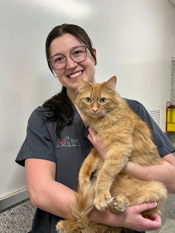 Veterinarian holding a cat